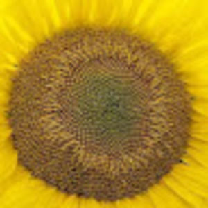 Meet your Posher, Alexa